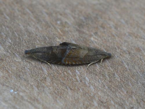 Dichrorampha sp.